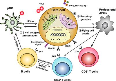 Frontiers | Revisiting The Antigen-Presenting Function Of β Cells In ...